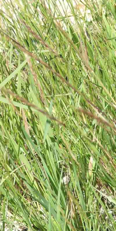 Elymus glaucus Blue wild rye, Blue wildrye with seed heads - grid24_12