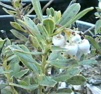 Arctostaphylos pumila, Dune manzanita, sandmat manzanita - grid24_12