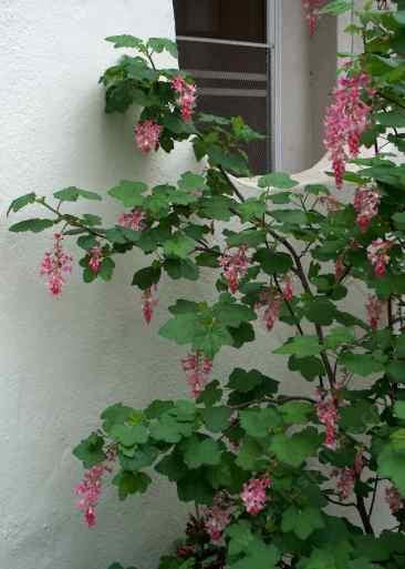 Pink flowering currant against a north wall - grid24_12