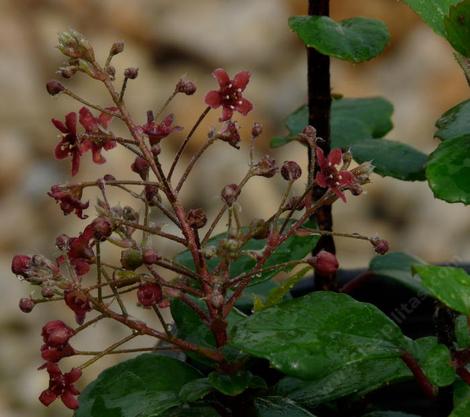 Ribes viburnifolium, Catalina Currant, is an evergreen currant, with tiny reddish-pink flowers. - grid24_12