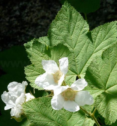 Thimbleberry,  Rubus parviflorus in flower - grid24_12