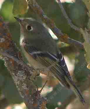 Female ruby crowned kinglet looking for bugs - grid24_12