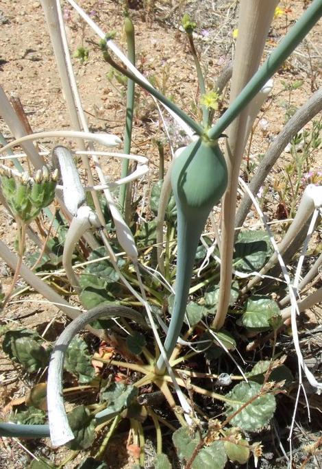 Eriogonum inflatum (desert trumpet) is a buckwheat with a swollen stem. - grid24_12