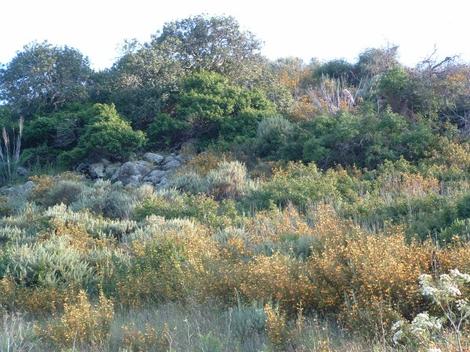 A coastal hillside of sticky monkey flower in a coastal sage scrub plant community. - grid24_12