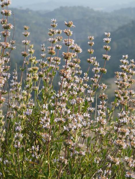 Salvia mellifera, Black sage looking down on Las Pilitas Nursery. - grid24_12