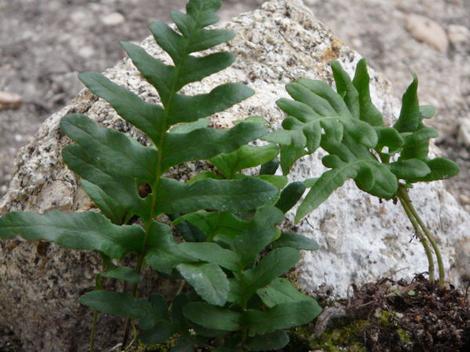 A closeup photo of Polypodium californicum, California Polypody, so you can see the detail of the fronds. - grid24_12