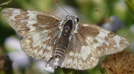 Great Basin white skipper butterfly - grid24_12