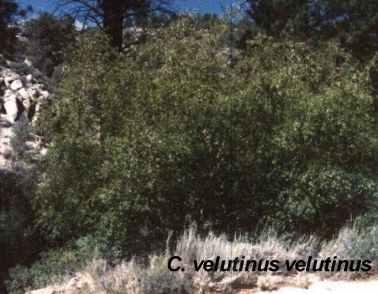 An old picture of Ceanothus velutinus- Snowbrush Ceanothus up  byJune lake. - grid24_12