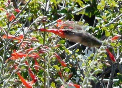 Zauschneria californica, Berts Bluff being worked by an Anna Hummingbird. Native bird on a native plant.  - grid24_12