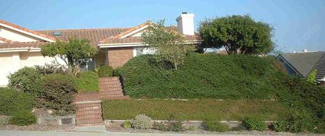 A native landscaping  in the central coast with Ceanothus Yankee Point and manzanitas in front yard. - grid24_12