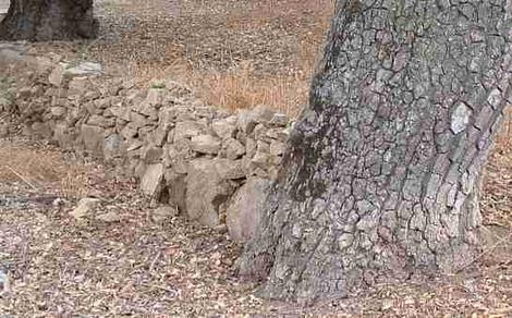 This rock wall killed both of these oaks. No grade changes next to oaks. - grid24_12