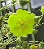 Potentilla pectinisecta Bodie Buttercup - grid24_12