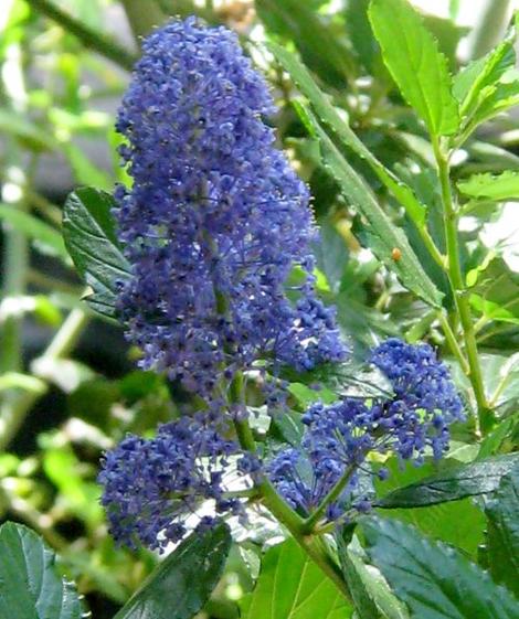 Sierra Blue Ceanothus flower - grid24_12