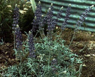 An old picture lupinus ludovicianus  - grid24_12