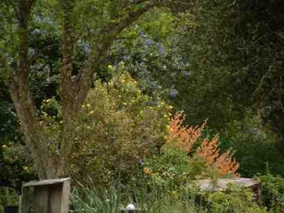 desert mallow with Bush Poppy and Ceanothus - grid24_12