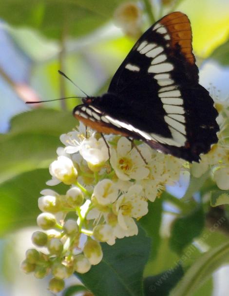 Lorquin's Admiral on a Western Chokecherry - grid24_12