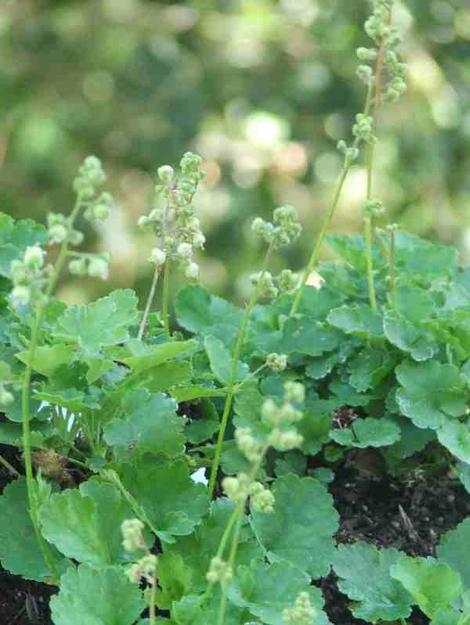 Heuchera merriamii, Siskiyou Alum Root, is very diminutive, with delicate creamy white flowers, and is at its best grown in groups. of three or more.  - grid24_12