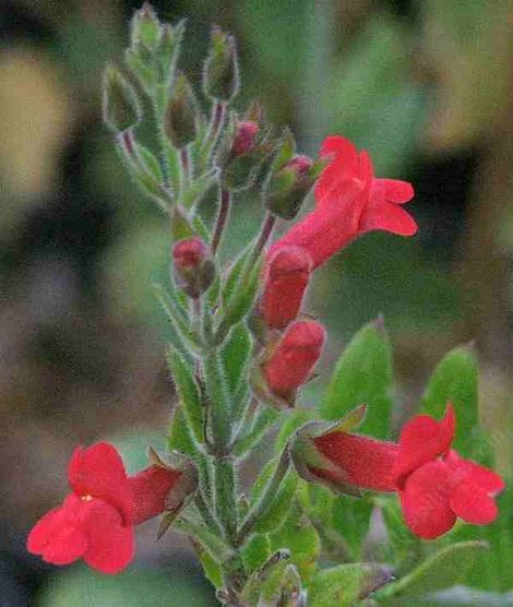 Galvezia speciosa, Island Snapdragon, is very sensitive to frost, has pretty red flowers, and ranges from the California Channel Islands to Mexico.  - grid24_12