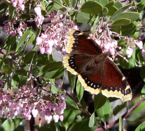 Arctostaphylos Baby Bear Manzanita Bush with a Mourning Cloak Butterfly. Butterflies are one of the pollinators of manzanitas. - grid24_12