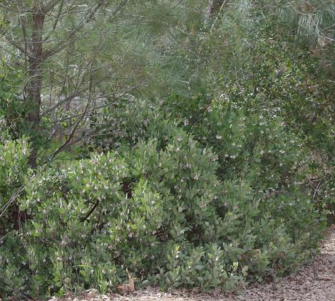 Arctostaphylos parryana grows in the Transverse ranges at 5000-7000 ft. - grid24_12