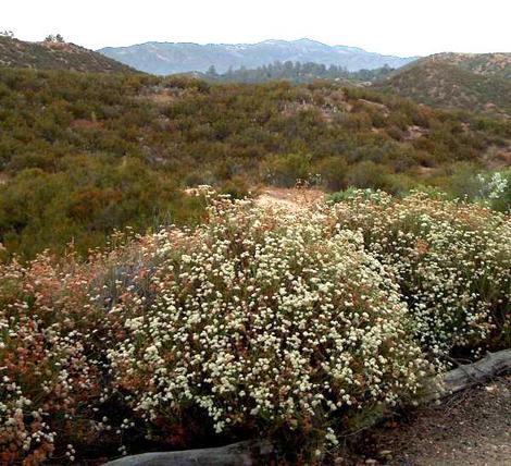 California Buckwheat,  Eriogonum fasciculatum foliolosum on a hillside above the nursery. - grid24_12