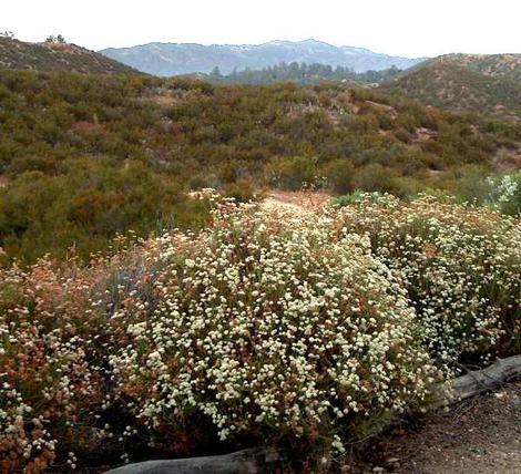 California Buckwheat, Eriogonum fasciculatum foliolosum on a hillside above the nursery. - grid24_12 California Buckwheat, Eriogonum fasciculatum foliolosum on a hillside above the nursery. - grid24_12