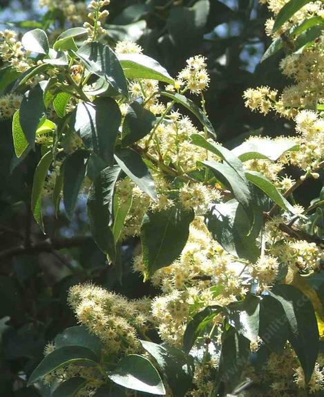 Catalina Cherry, Prunus Lyonii - grid24_12