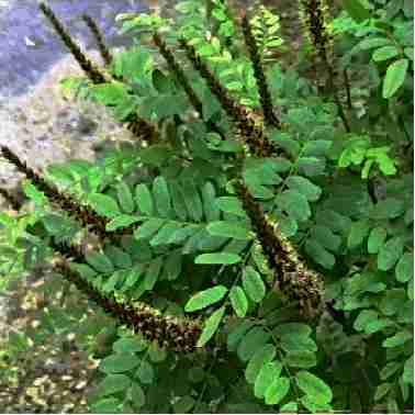 An old photo of Amorpha californica, California False Indigo Bush in flower - grid24_12