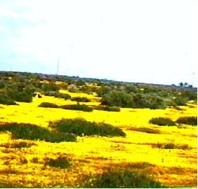 In this very old photo, circa 1980, Lasthenia glabrata, Goldfields, is here living up to its name, in the shadscale scrub of the Carrizo Plains, San Luis Obispo county, California. - grid24_12