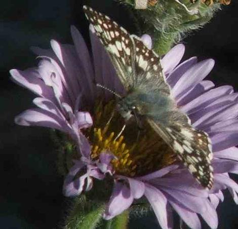 Common checkered skipper butterfly on Seaside Daisy - grid24_12