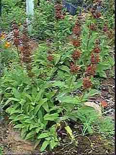 An old picture Salvia spathacea, Hummingbird Sage - grid24_12
