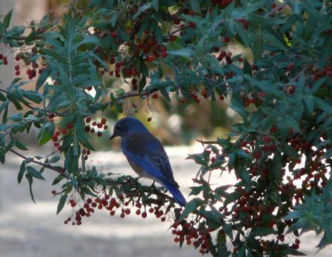 Western Bluebird on Mahonia nevinii, (syn. Berberis nevinii) Nevin's Barberryberries. - grid24_12