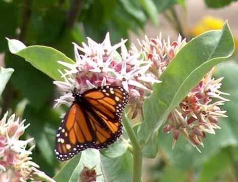 Monarch butterfly on a showy milkweed - grid24_12