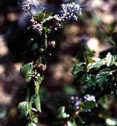 Ceanothus tomentosus olivaceus has smaller leaves than regular Ceanothus tomentosus - grid24_12