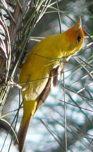 Western Tanager on pine leaves - grid24_12