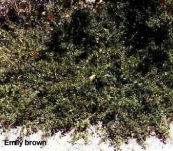 An old picture of Ceanothus gloriosus exaltatus Emily Brown - grid24_12