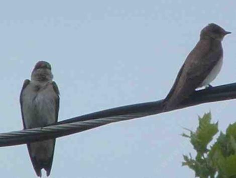 Northern rough-winged swallows, Stelgidopteryx serripennis - grid24_12