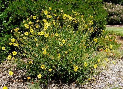 Encelia californica - California encelia, California brittlebush, bush sunflower  - grid24_12
