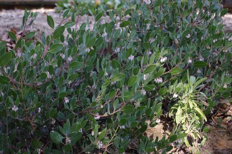 Arctostaphylos hookeri franciscana, Franciscana Manzanita growing in part shade. - grid24_12