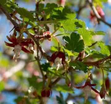 Ribes californicum, California hillside gooseberry - grid24_12