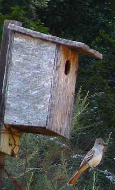 Ash-throated flycatcher, Myiarchus cinerascens by his nest box - grid24_12