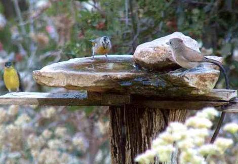 Acorn titmouse and goldfinchs at the birdbath. Sometimes the Titmouse can look like a small dog investigating an unknown. - grid24_12