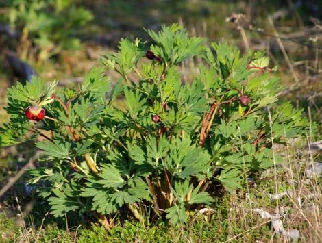 Paeonia californica, California Peony, is somewhat difficult in gardens, as most gardens are watered year-round, and this plant goes completely dormant in late summer.   - grid24_12