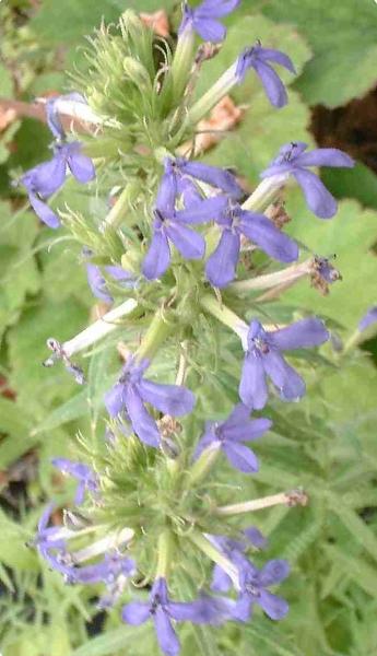 In this photo you can see more detail of the flowers and inflorescence of Lobelia dunnii var. serrata, Dunn's Lobelia. - grid24_12