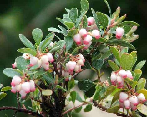 San Bruno manzanita grows as a nearly flat ground cover with green foliage and pink flowers. - grid24_12