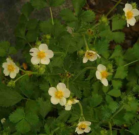 Potentilla glandulosa nevadensis,  Nevada   Cinquefoil with flowers - grid24_12