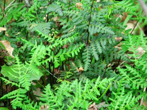 Pityrogramma triangularis, Goldback Fern, or Pentagramma triangularis ssp. triangularis, is an amazing plant, growing in shade in central oak woodland, Santa Margarita, California. - grid24_12