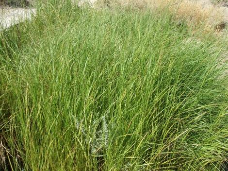 Leymus triticoides - creeping wild rye, Valley Wild rye, alkali rye west of Mckittrick - grid24_12