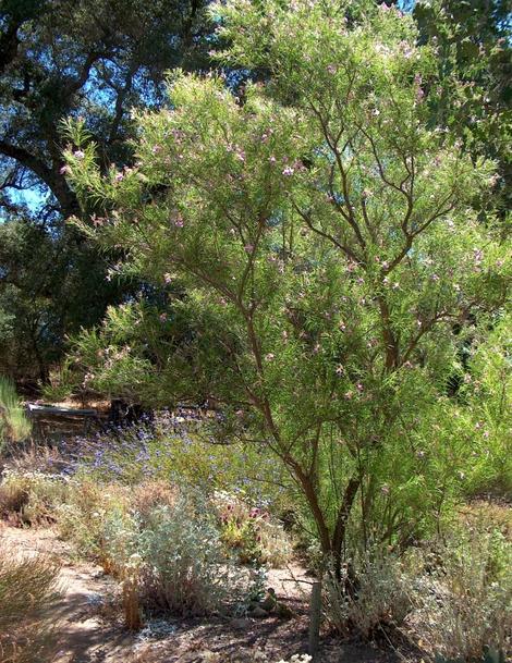 A young tree of Chilopsis linearis, Desert Willow, in the Santa Margarita nursery garden. - grid24_12