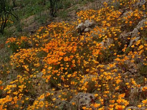 California Poppies are native in most of California, Here the poppy is filling in an opening in the chaparral.                                                                                         - grid24_12